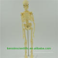 Hot selling Plastic skeleton model with ligament